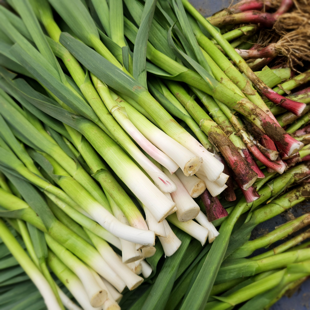 제주도 장아찌용 풋마늘