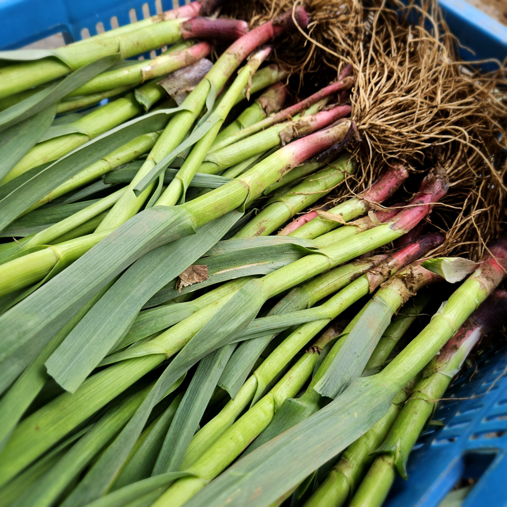 제주도 장아찌용 풋마늘