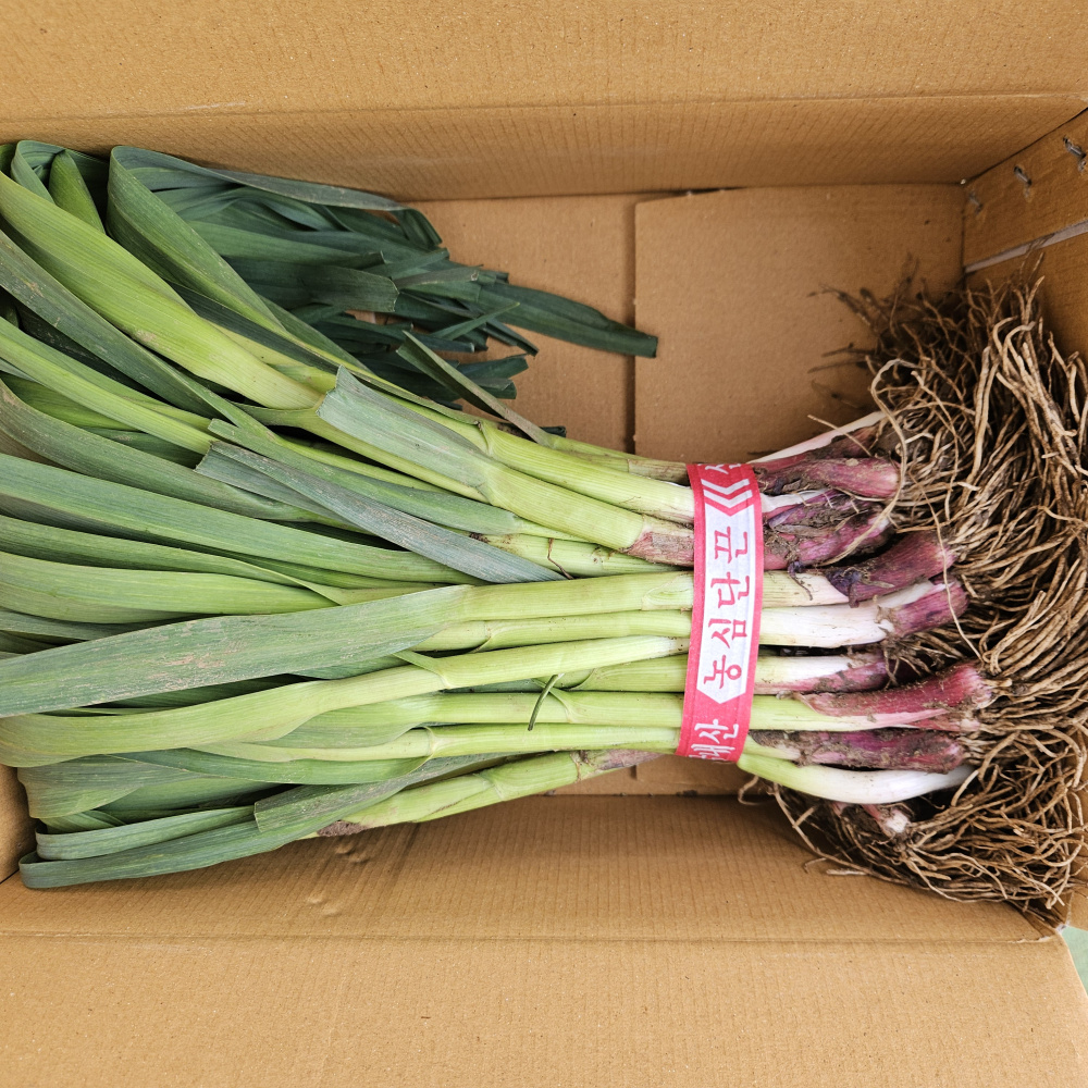 제주도 장아찌용 풋마늘