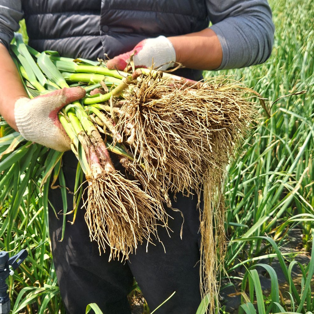 제주도 장아찌용 풋마늘