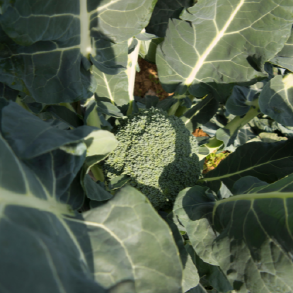 제주도 브로콜리  2kg,5kg,8kg