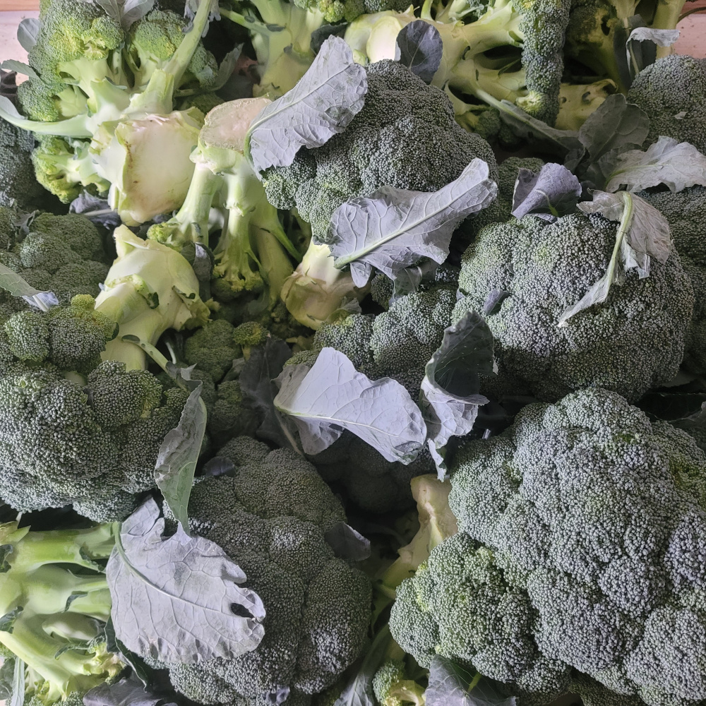 제주도 브로콜리  2kg,5kg,8kg