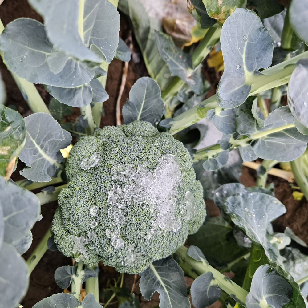 제주도 브로콜리  2kg,5kg,8kg