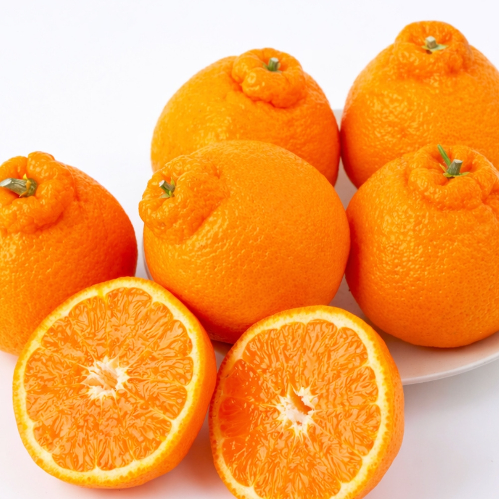 제주 한라봉 가정용 선물용 5kg 10kg