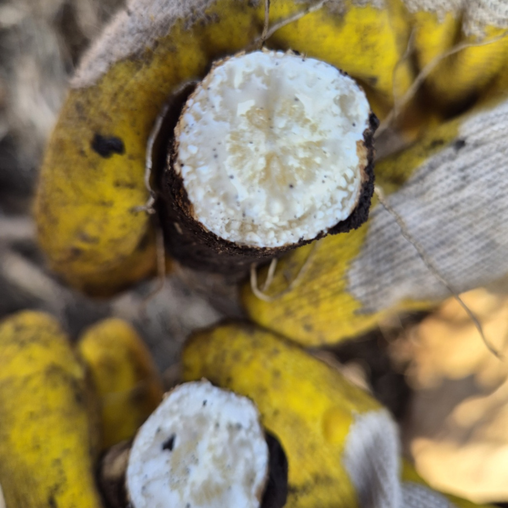 설아네꾸러미 제주 화산토 흙더덕 햇더덕 산지직송 2kg