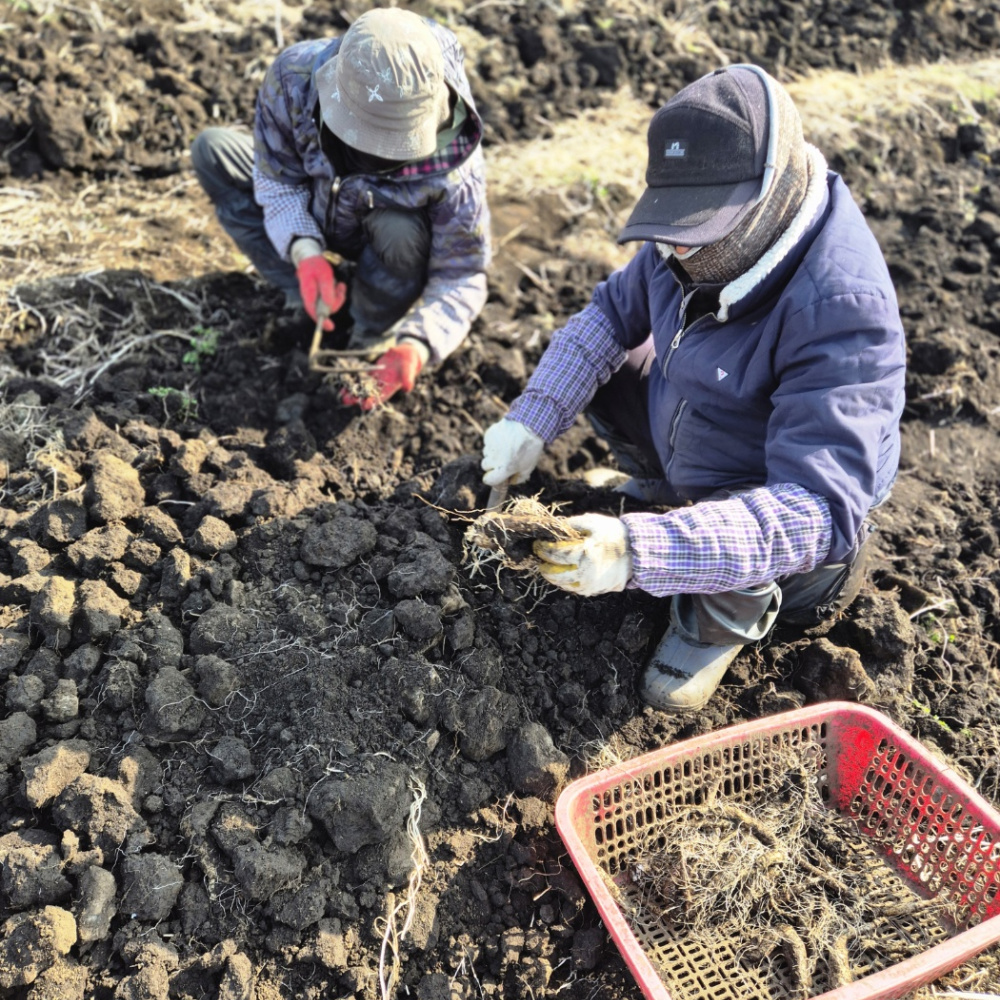 설아네꾸러미 제주 화산토 흙더덕 햇더덕 산지직송 2kg
