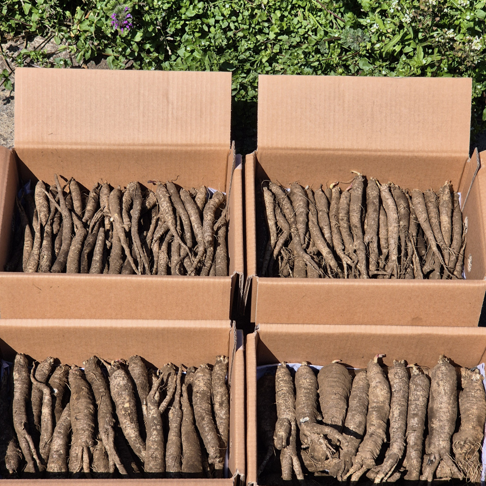 설아네꾸러미 제주 화산토 흙더덕 햇더덕 산지직송 2kg