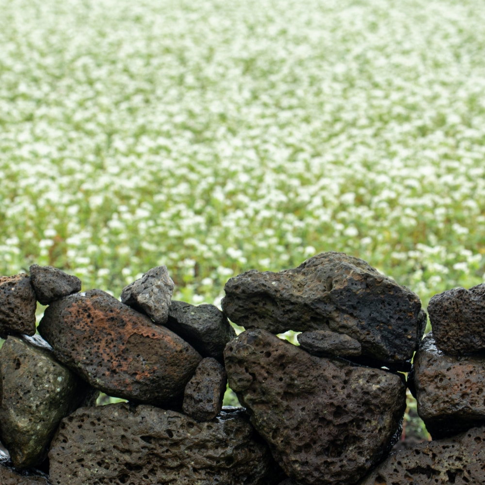 100% 순메밀면 500g 반건면 메밀소바용 비빔면용