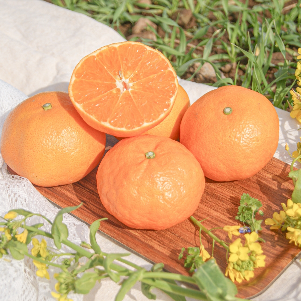 제주 만감류 상품 신비향 모음 3kg 5kg 10kg 랜덤과 달콤한 감귤 산지직송