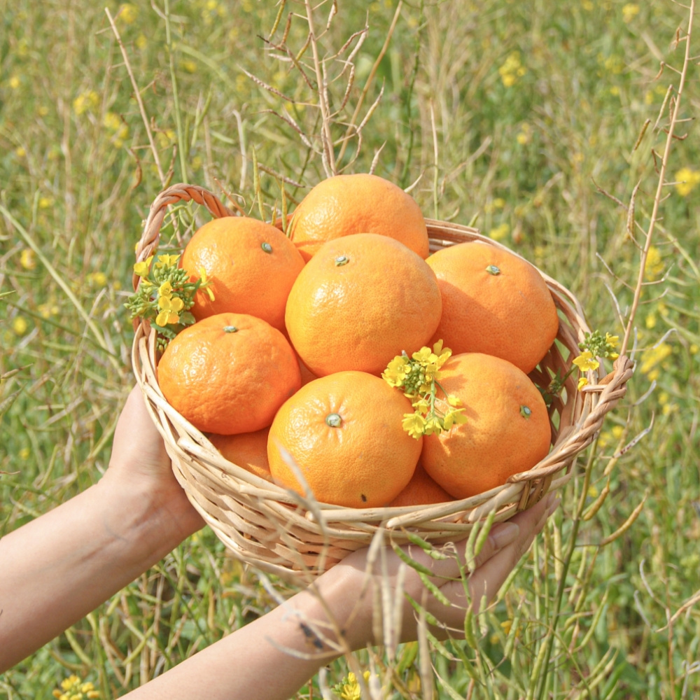 제주 만감류 상품 신비향 모음 3kg 5kg 10kg 랜덤과 달콤한 감귤 산지직송