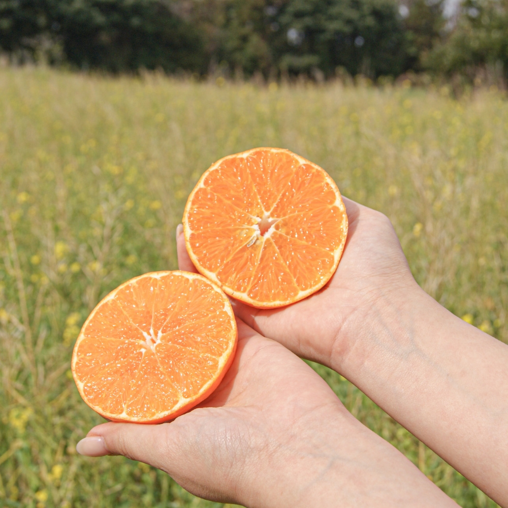 제주 만감류 상품 신비향 모음 3kg 5kg 10kg 랜덤과 달콤한 감귤 산지직송
