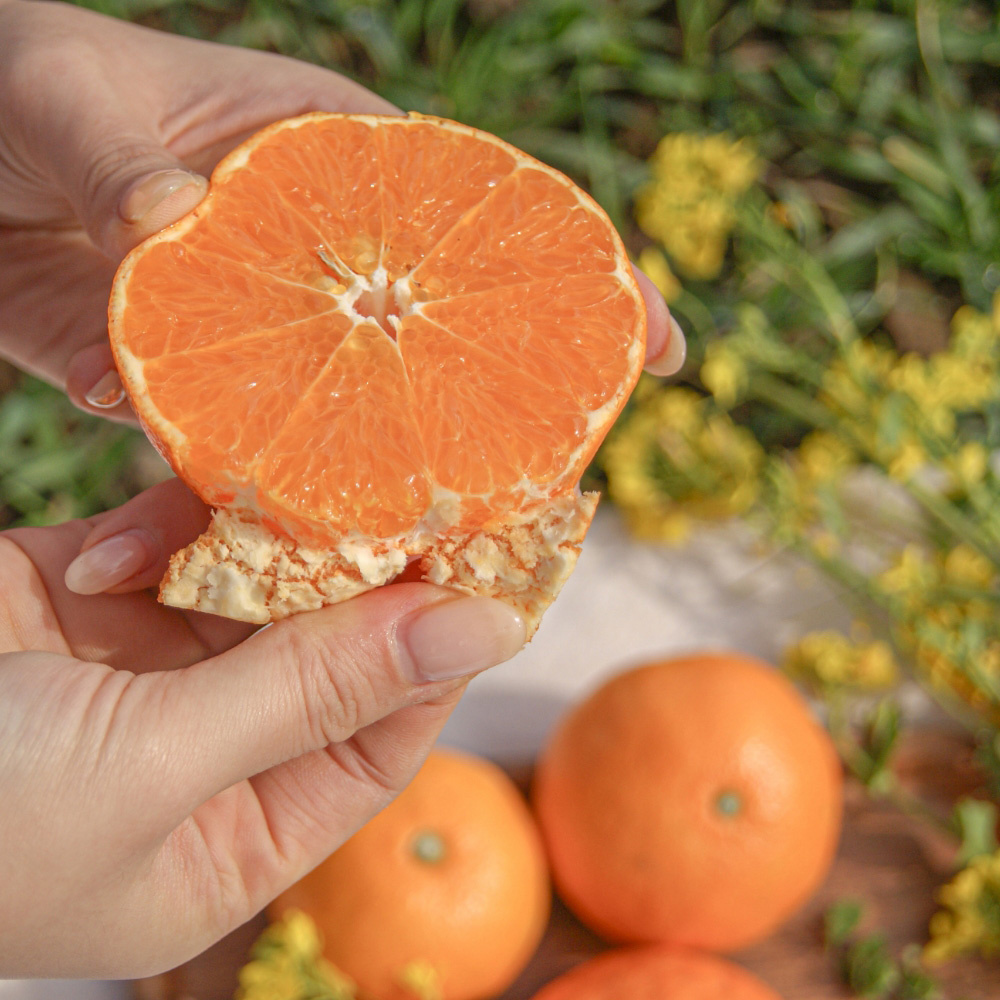 제주 만감류 상품 신비향 모음 3kg 5kg 10kg 랜덤과 달콤한 감귤 산지직송