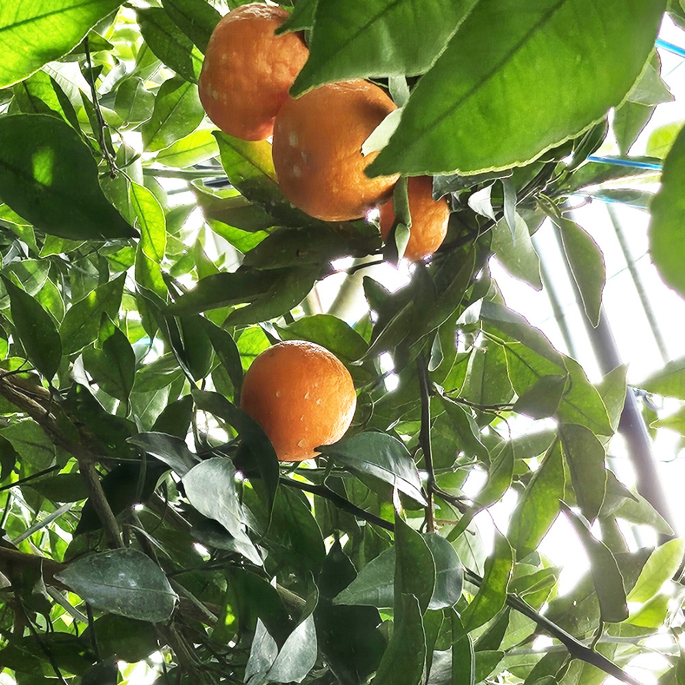 제주 만감류 상품 신비향 모음 3kg 5kg 10kg 랜덤과 달콤한 감귤 산지직송