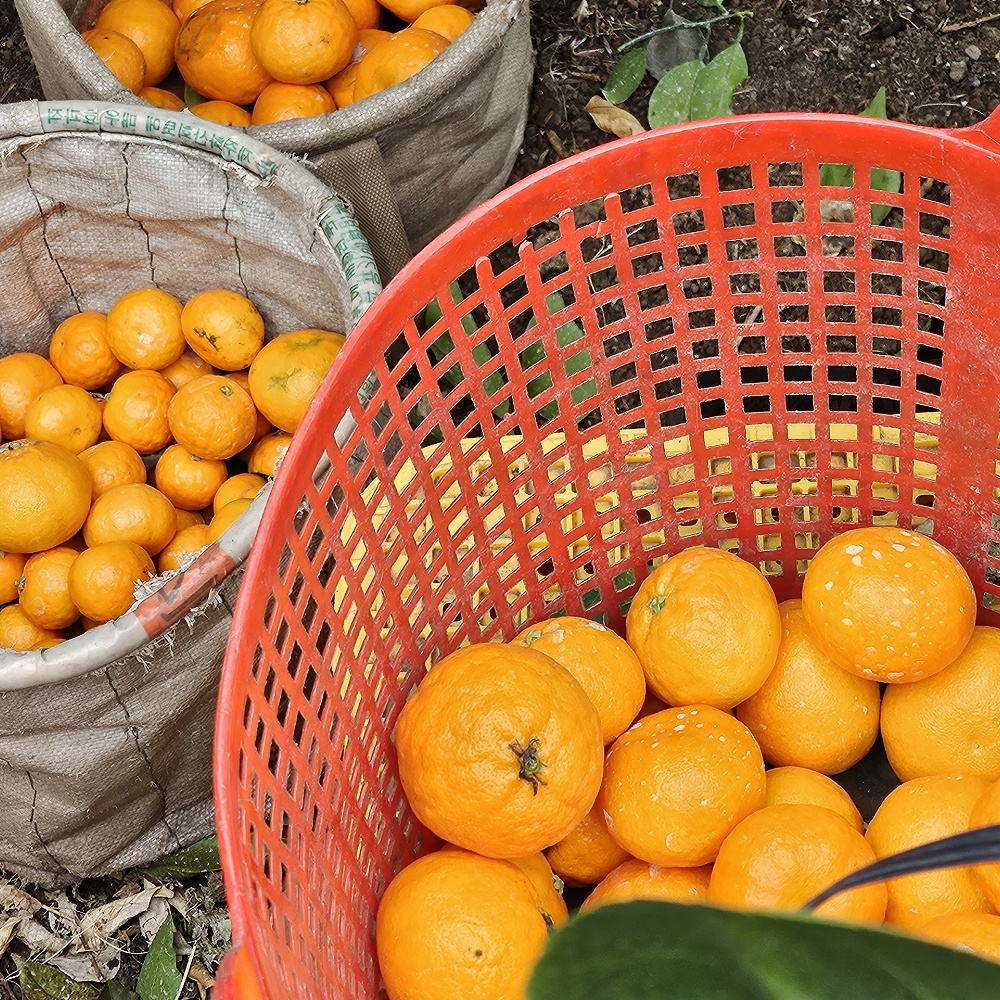 제주 만감류 상품 신비향 모음 3kg 5kg 10kg 랜덤과 달콤한 감귤 산지직송