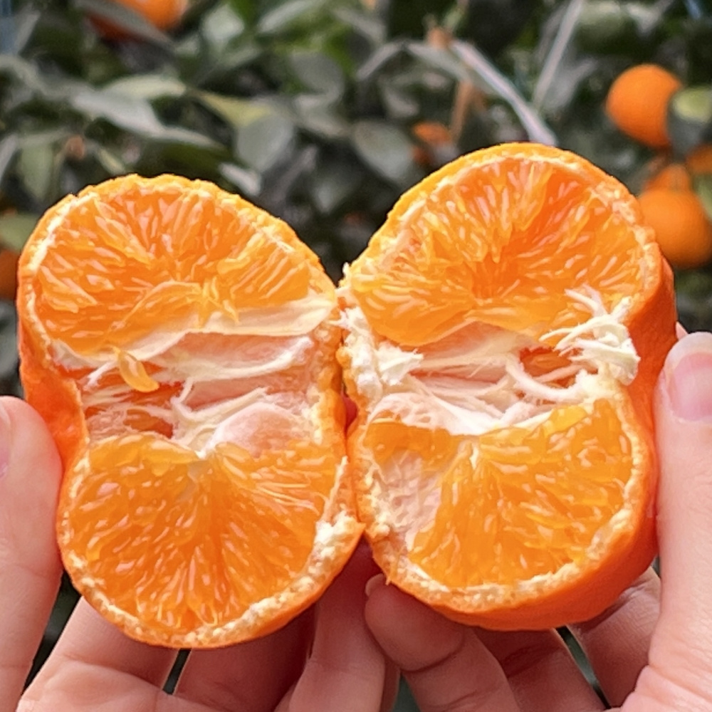 제주 만감류 상품 신비향 모음 3kg 5kg 10kg 랜덤과 달콤한 감귤 산지직송