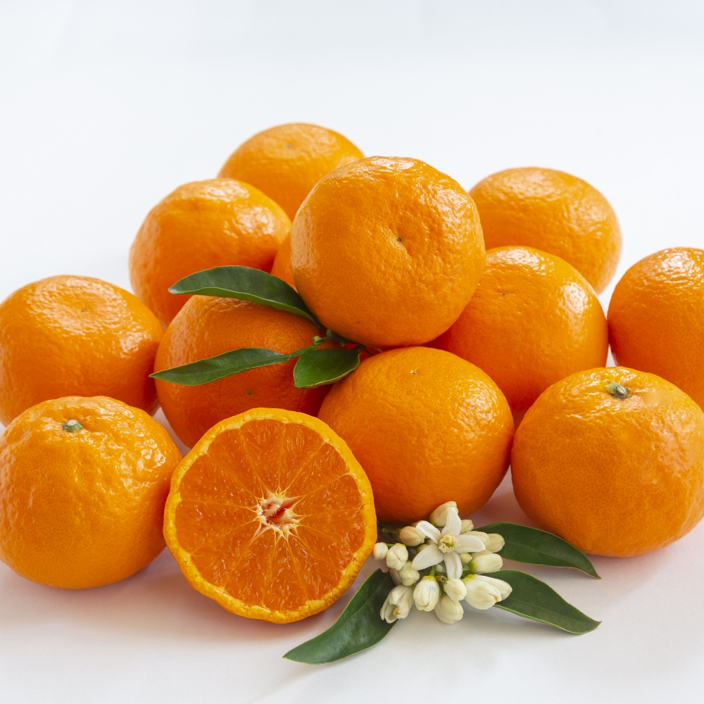 제주 카라향 가정용 실중량 4.5kg 9kg 중대과 고당도 감귤