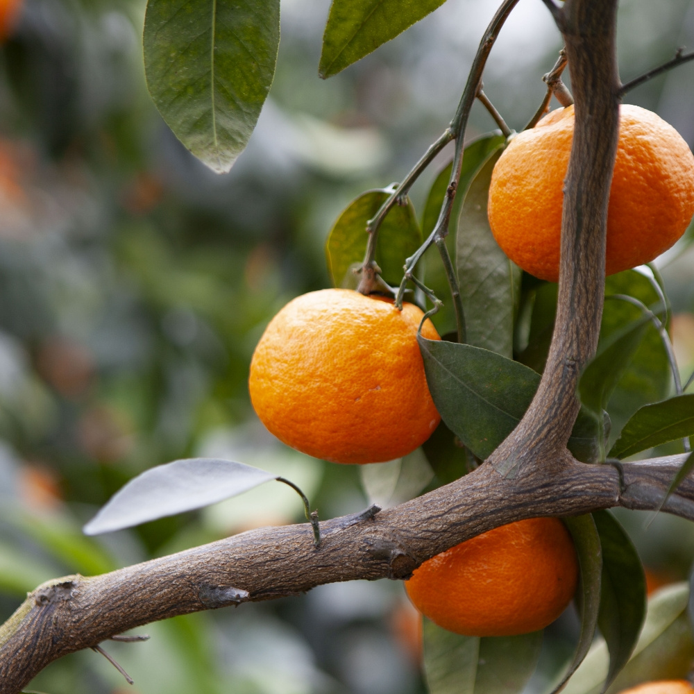 제주 카라향 가정용 실중량 4.5kg 9kg 중대과 고당도 감귤