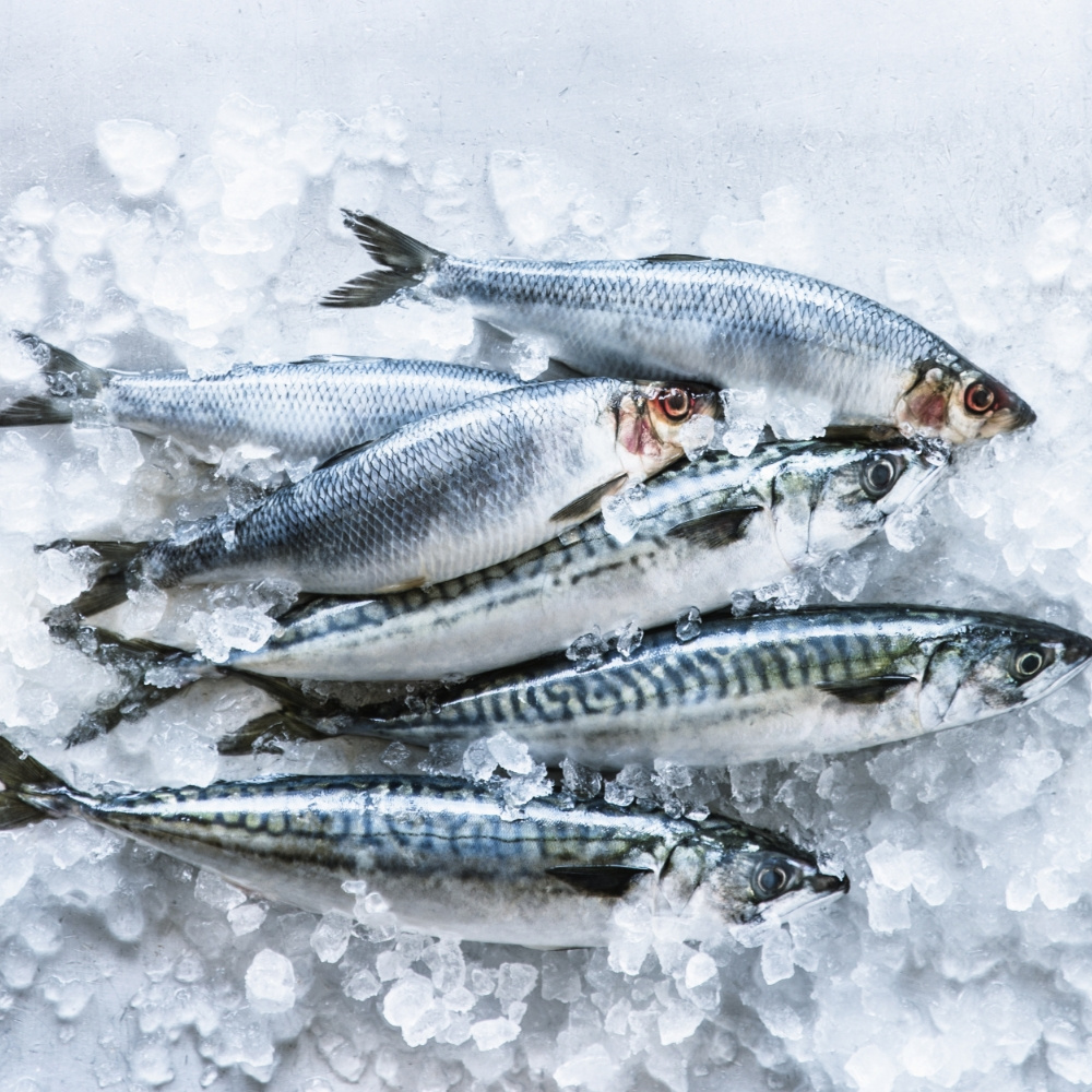 제주 갈치 옥돔 고등어 세트 혼합 생선구이 갈옥고세트