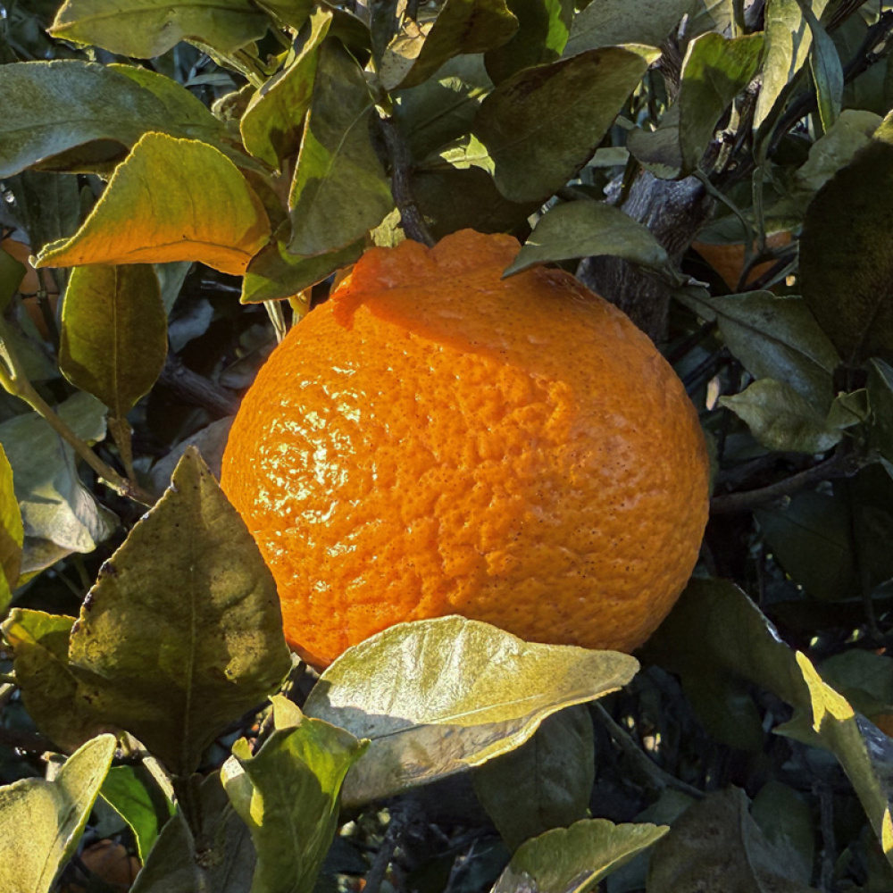 [올바른]고당도 대과 한라봉(12~15brix)3kg, 5kg