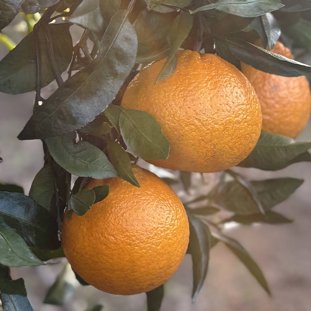 [올바른]고당도 대과 한라봉(12~15brix)3kg, 5kg