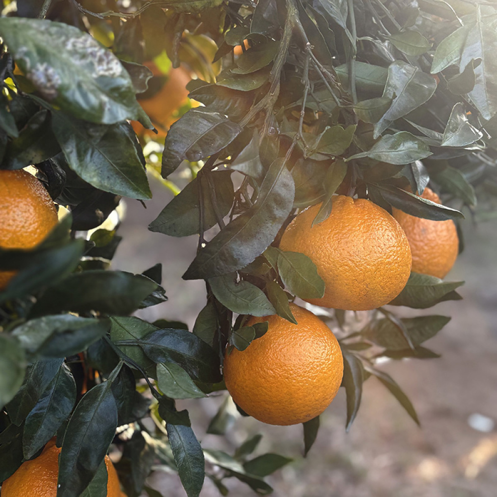 [올바른]고당도 대과 한라봉(12~15brix)3kg, 5kg