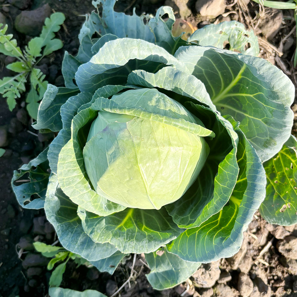 달콤이 미니 양배추 3kg,5kg