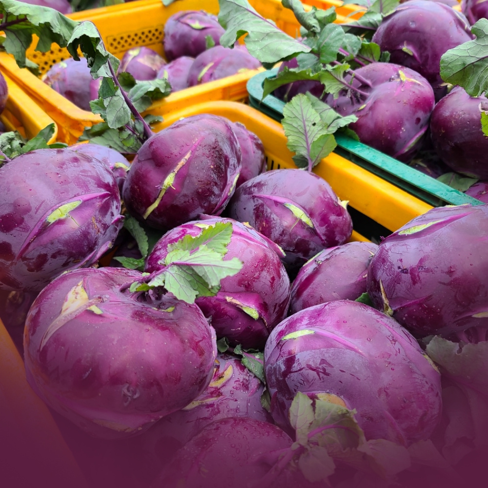 제주에서 온 아삭한 콜라비 한박스 (5kg / 10kg)