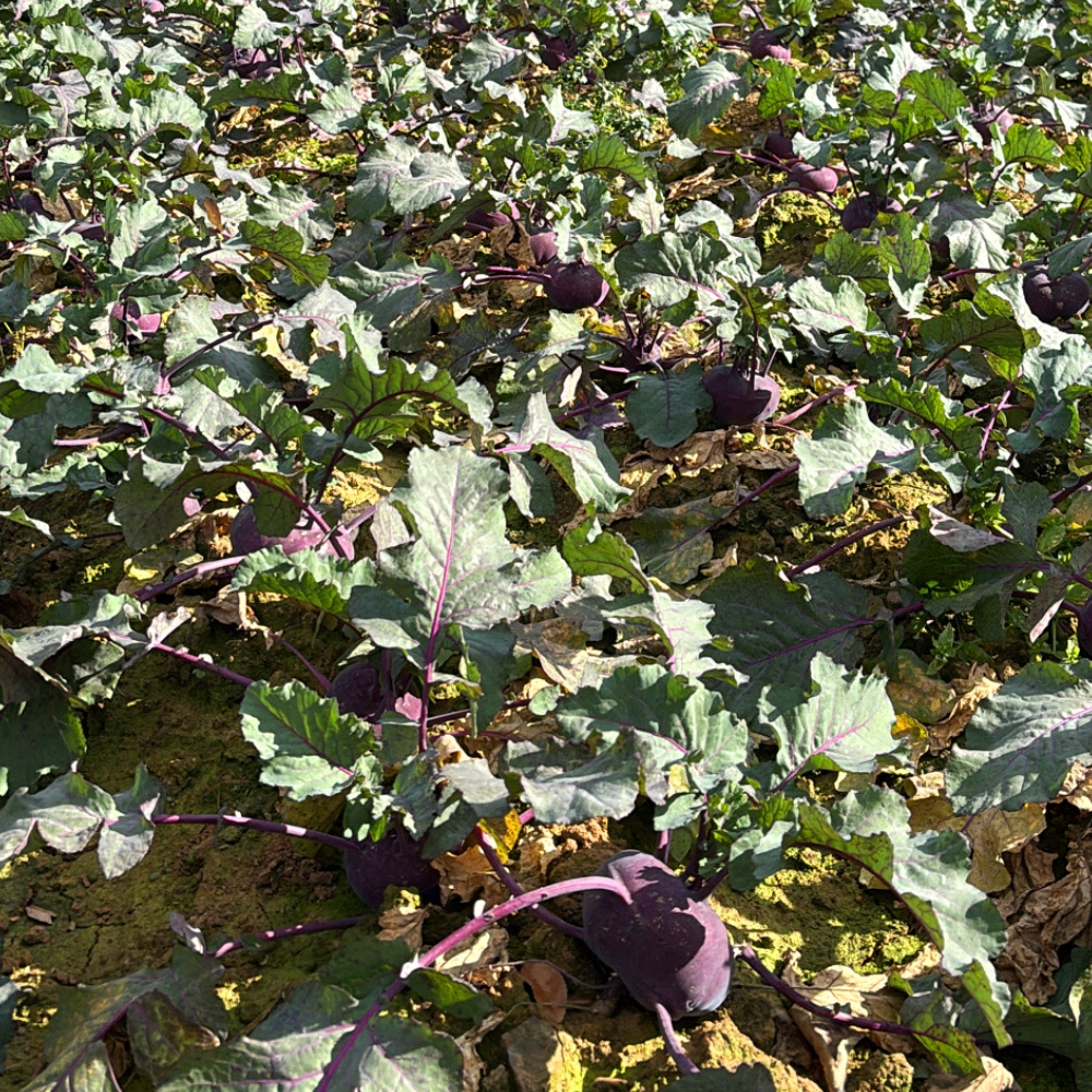 제주에서 온 아삭한 콜라비 한박스 (5kg / 10kg)