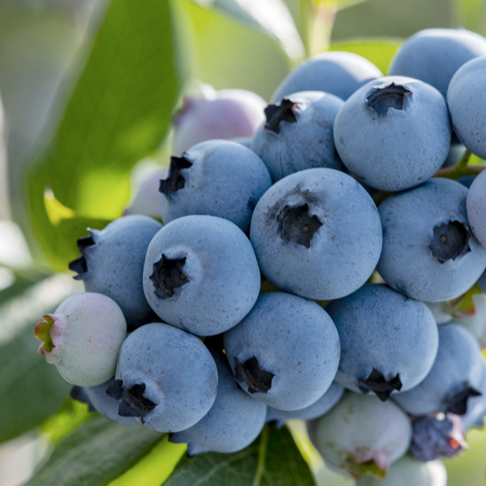국산 블루베리 500g 300g 1kg 특 왕특 16mm 18mm
