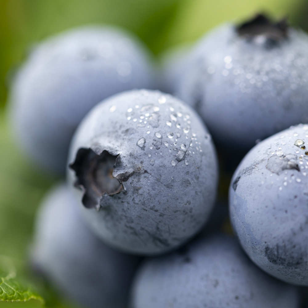 국산 블루베리 500g 300g 1kg 특 왕특 16mm 18mm