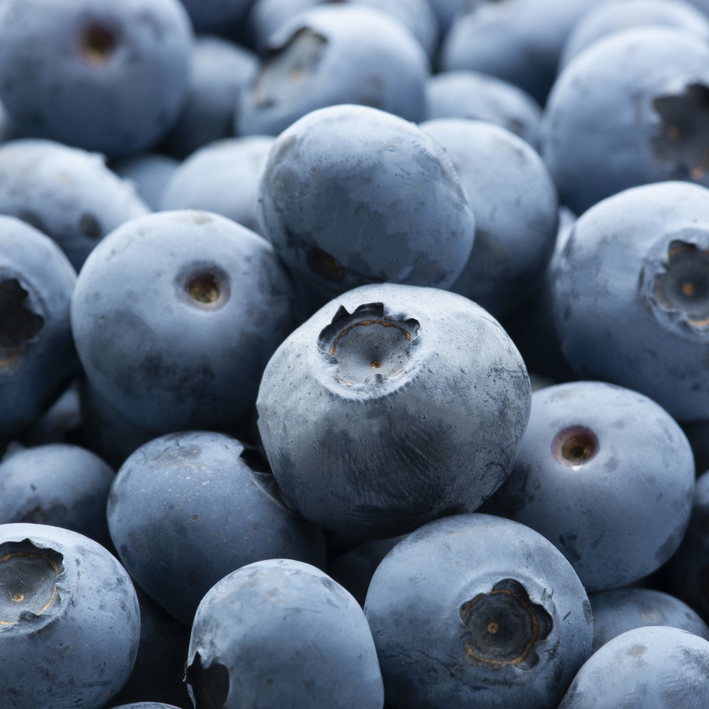 국산 블루베리 500g 300g 1kg 특 왕특 16mm 18mm