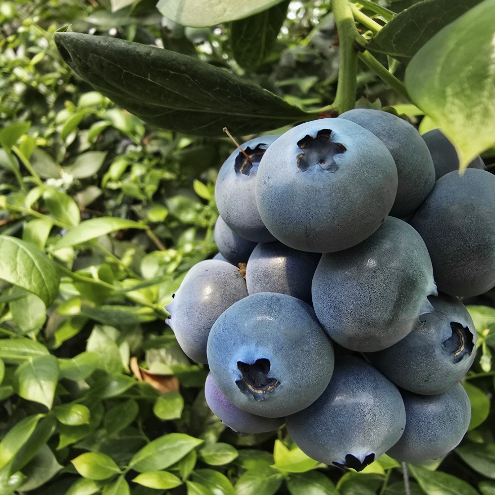 국산 블루베리 500g 300g 1kg 특 왕특 16mm 18mm