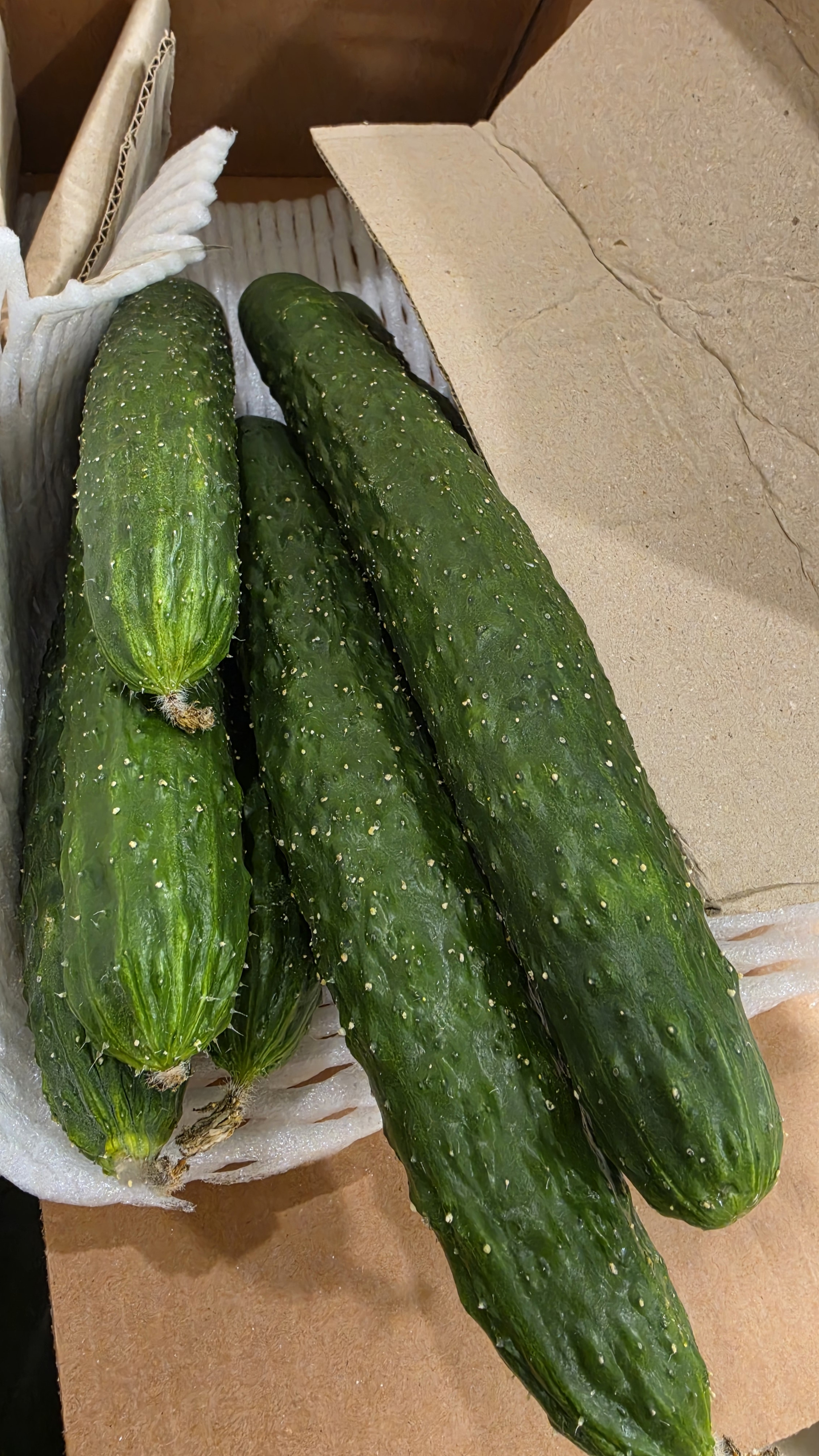 아삭아삭 제주 가시 오이 3kg 여름채소 샐러드 반찬