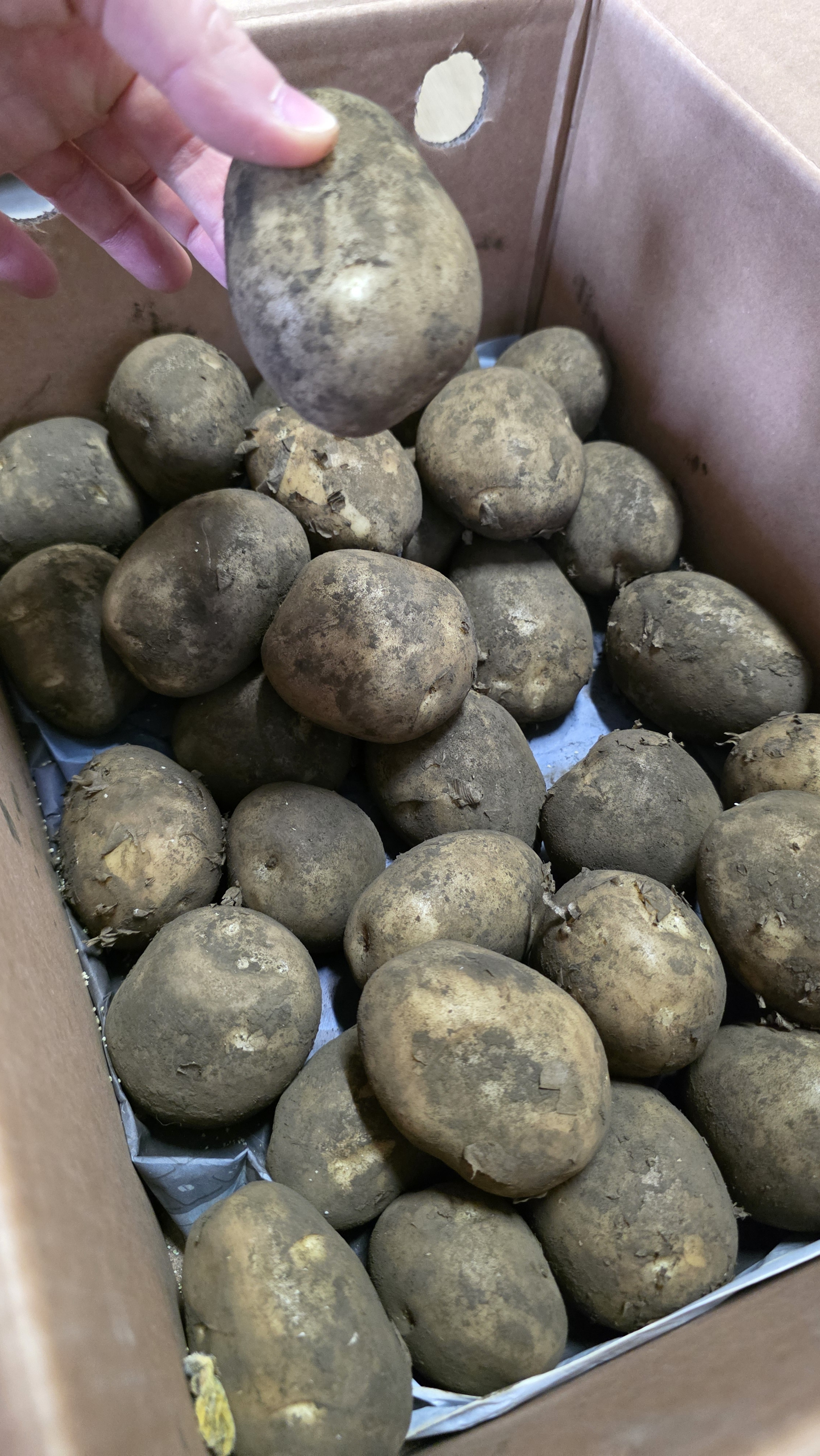 포슬포슬 구수한 제주 햇 감자 3kg