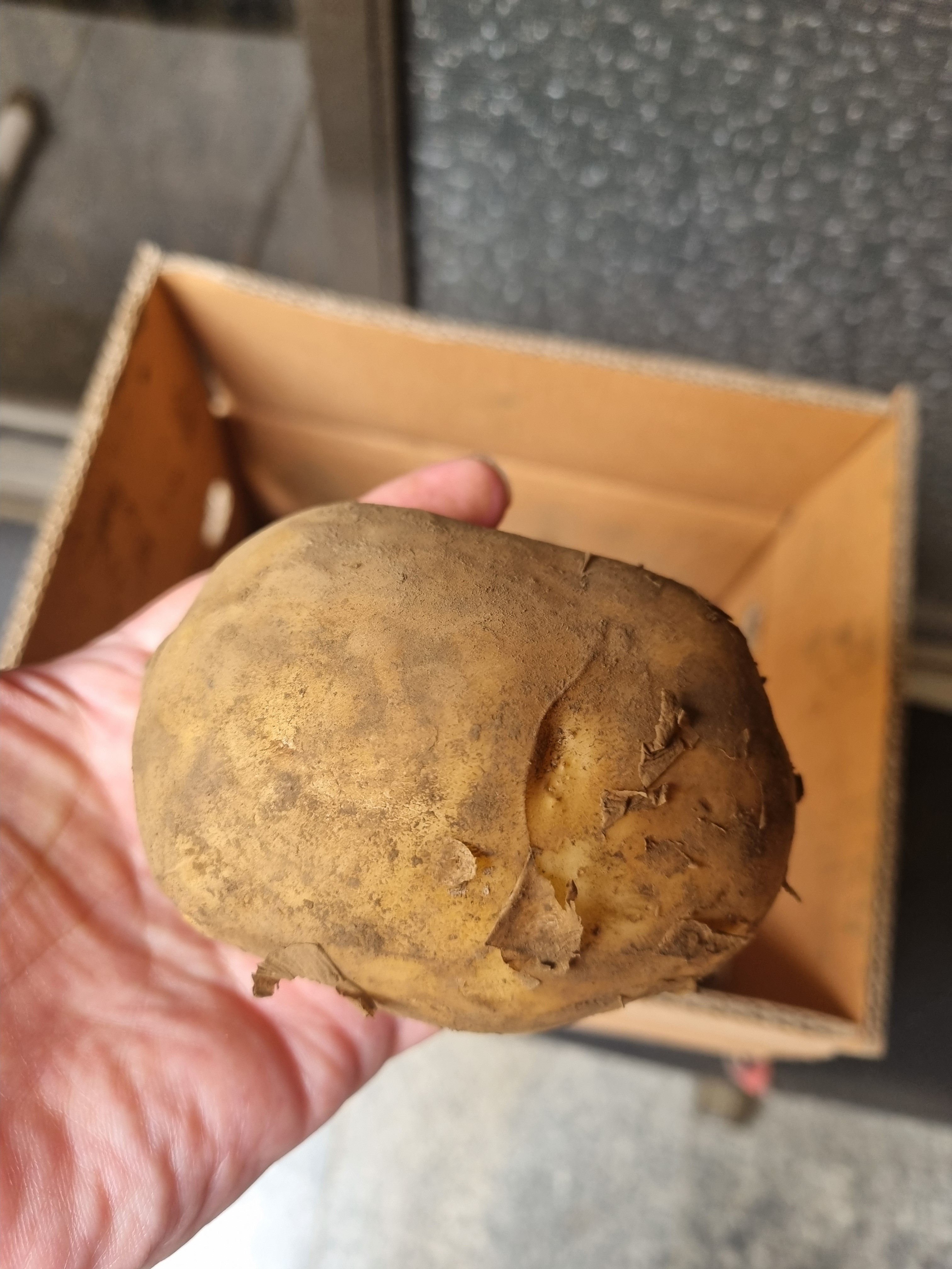 포슬포슬 구수한 제주 햇 감자 3kg