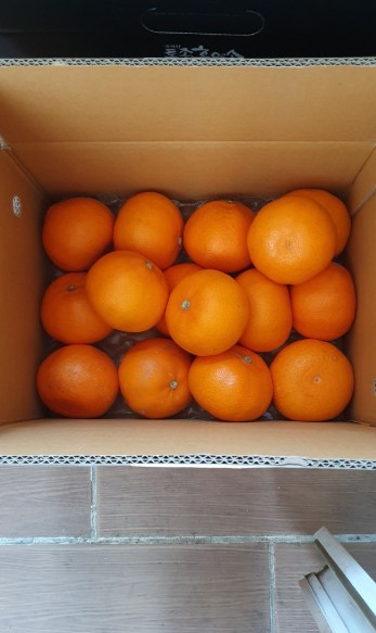 [레인보우]가정용 제주 카라향 1.5kg 달콤 혼합과