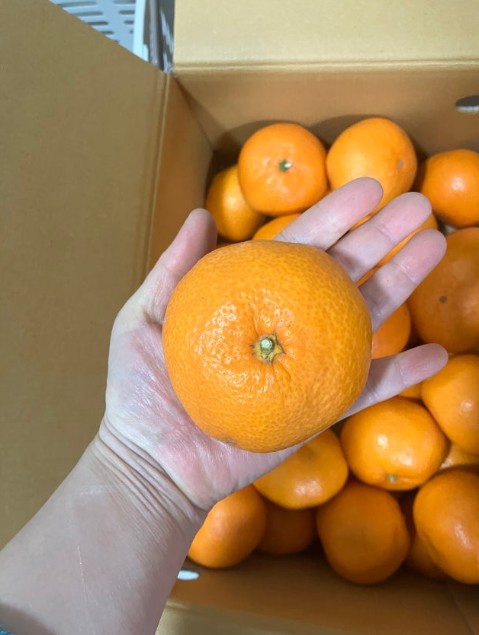 [한섬누리]제철과일 제주 카라향 2kg 4.5kg 달콤 감귤